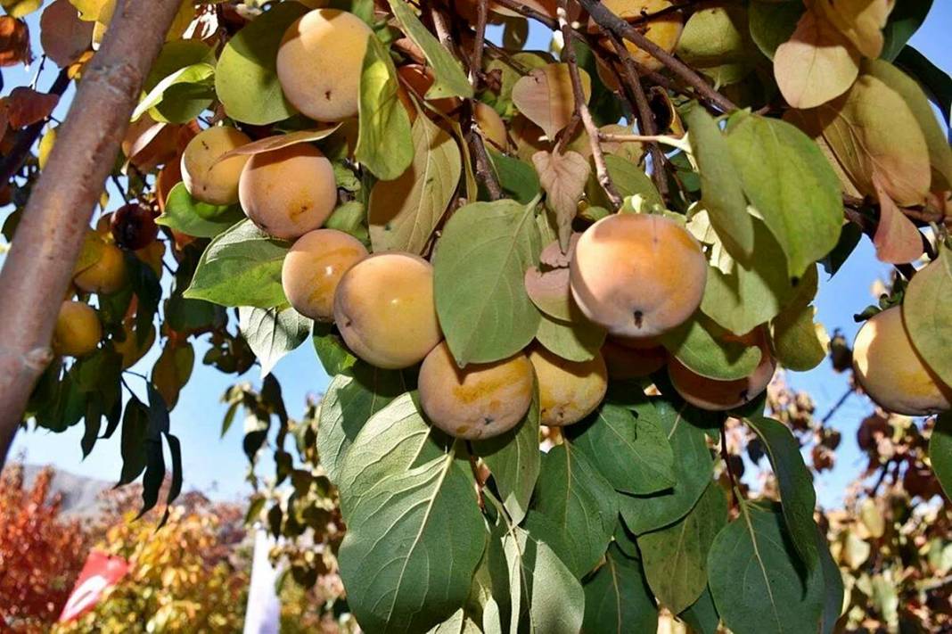 9 yıl önce bahçesine ekti: Bu yıl 100 kilogram topladı! Üreticisine adeta cenneti yaşatıyor 6